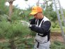 Why you need to prune pine