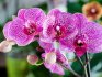 Druhy a odrůdy orchidejí pro domácí chov