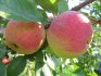 The benefits of pruning an apple tree