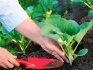 Rules and dates for planting cabbage seedlings in open ground