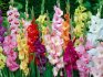 Types of gladioli and their best varieties