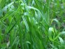Conditions for growing wheatgrass