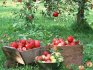 أنواع ووصف أفضل أنواع أشجار التفاح للزراعة