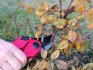 Basic types of garden flower pruning