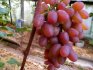 Sorta grožđa Ruta: opis i prednosti