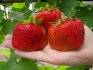 Bagged strawberry varieties