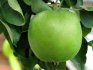Letní odrůdy zelených jablek