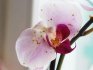 Choroby orchidejí