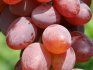 Victoria grape variety