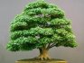 Technika pěstování miniaturních stromů vznikla v Číně před více než tisíci lety. Bonsai se v doslovném překladu označuje jako „rostlina na podnose“. Tato technika přišla do Japonska s buddhistickými mnichy, kteří pomocí malých stromů zdobili výklenky domů, takže rostliny neměly více než 50 cm. A v 18. století Japonci tuto techniku ​​změnili ve skutečné umění, a proto různé vznikly styly bonsají. Bonsaje se dají koupit, ale potěšení není levné. Pěstitelé jsou proto stále častěji nezávislí