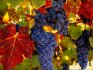 An overview of the best grape varieties to grow