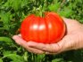 Description of tomato variety