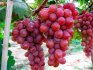 A szőlő jellemzői