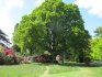 The best varieties of oak for the site
