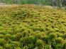 Where and how sphagnum grows