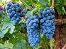 Pruning grapes: value, benefits of the procedure