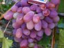 Reviews about grapes