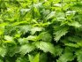 How does nettle harm the land?