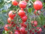 Karakteristike rajčica Shalun