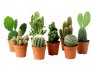 Několik slov o vnitřních kaktusech