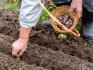A few words about the spring planting of garlic