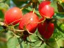 Why are rose hips useful?