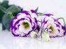 الوردة اليابانية - "Eustoma"
