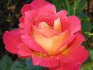 Rózsa dekor Harlequin