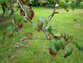 Why do fruit trees get sick?