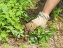 What is the harm to garden crops from weeds?