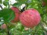 Stablo jabuke perzijski