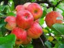 ما هي أنواع أشجار التفاح التي تستحق الزراعة