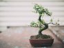 Ce plante sunt potrivite pentru bonsai?
