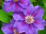 Clematis care