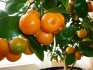 Vlastnosti vnitřní mandarinky