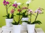 A növekvő orchideák legjobb fajtái