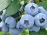 Blueberry Elizabeth