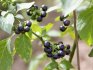 Is black nightshade poisonous?
