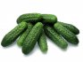 The best cucumber varieties for growing in the basement
