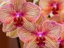 The best varieties of orchids for the home