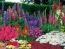 What perennials are suitable for creating a flower bed?