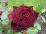 Types of roses for rooting