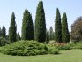 Description and types of cypress