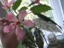 Rules for caring for variegated hibiscus