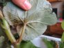 O bolestima i štetnicima begonije: kako ih izbjeći