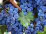 Általános információk a taiga szőlőfajtákról