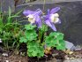 Features of the reproduction of aquilegia