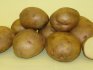 Potato variety "Zhukovsky"