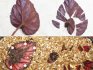 Cum se dezvoltă begonia bauer