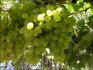 A szőlőtermesztés titkai